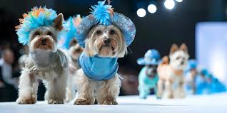 Pet Fashion Show